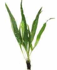 Java Fern 5 gjethe