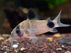 Panda Corydora 2-3 cm