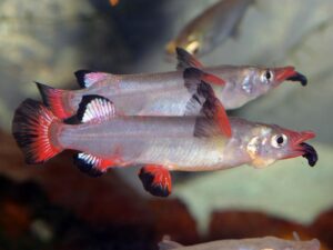 Celebes Halfbeak (Nomorhamphus liemi)