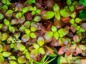 Ludwigia 'Diamond'