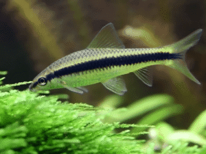 Siamese Algae Eater 3-4 cm