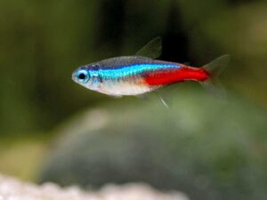 Neon Tetra 2-3.5 cm